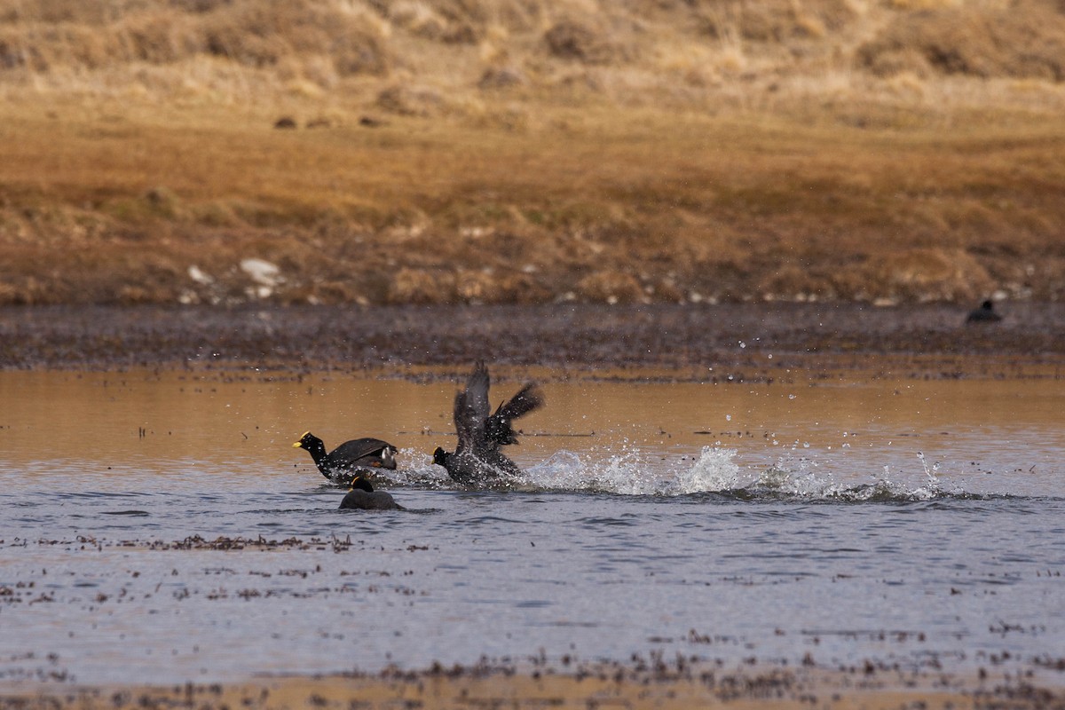 Red-gartered Coot - ML576836641