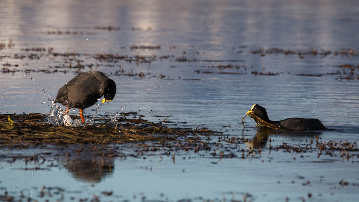 Red-gartered Coot - ML576837391