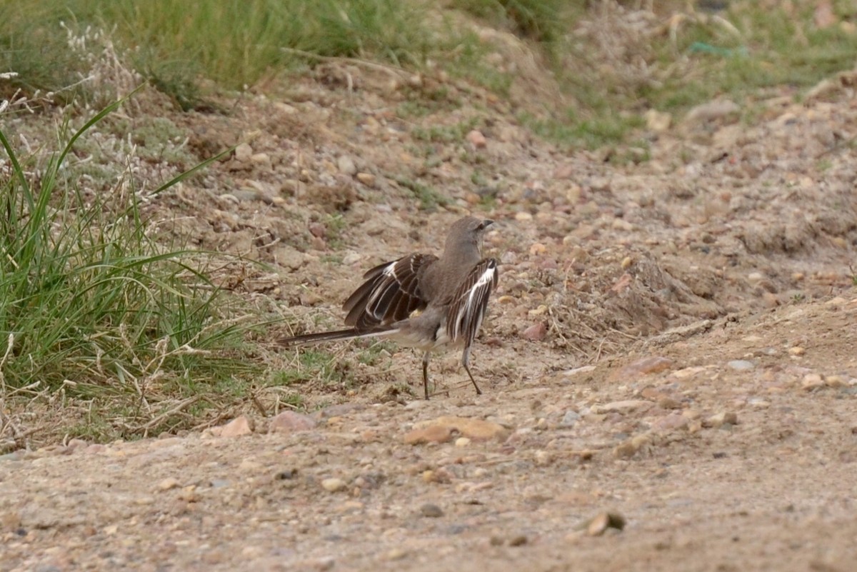 Northern Mockingbird - ML57683781