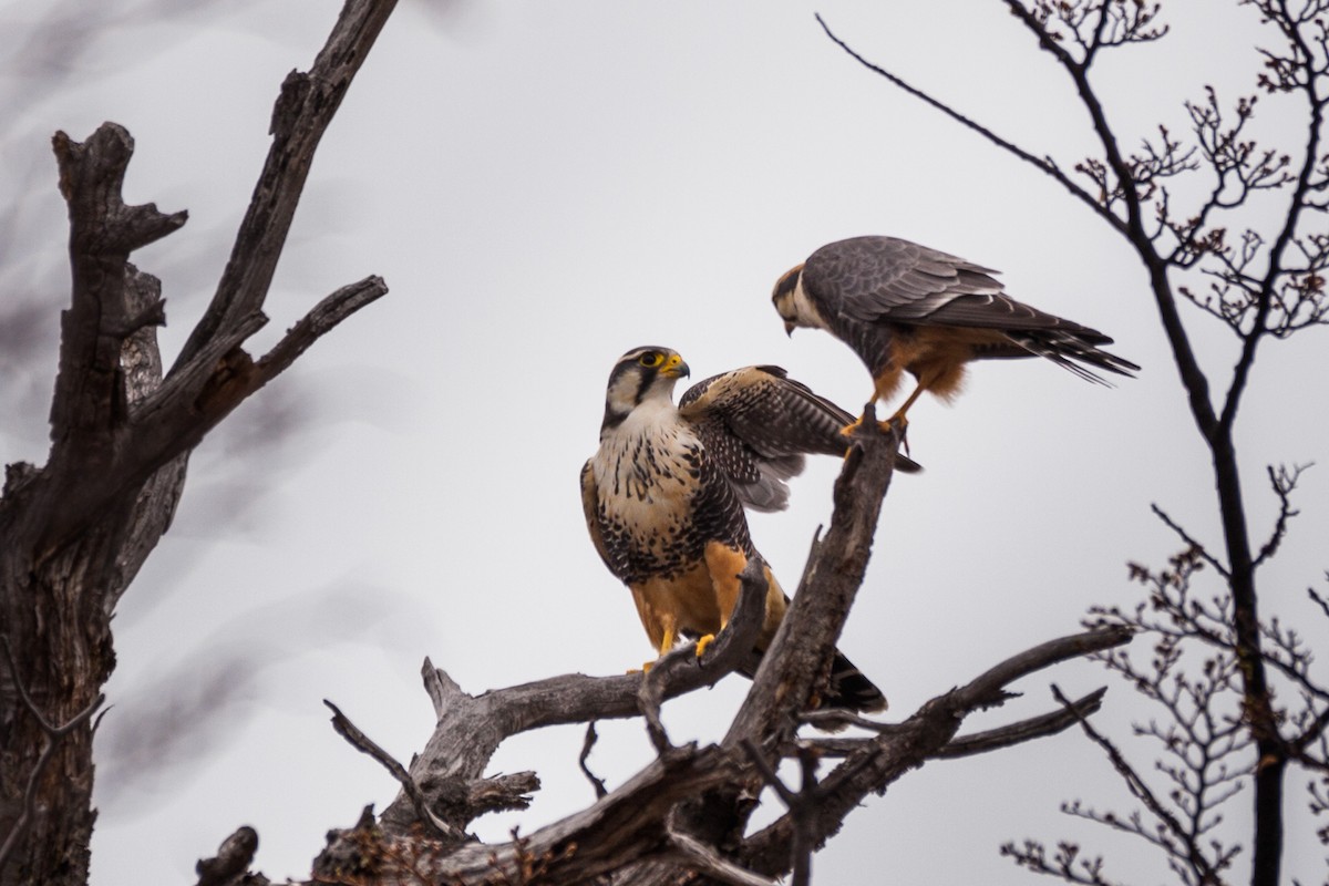 Aplomado Falcon - ML576838961