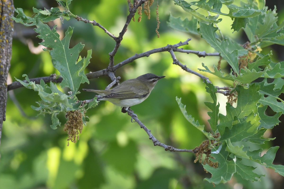 Red-eyed Vireo - James White