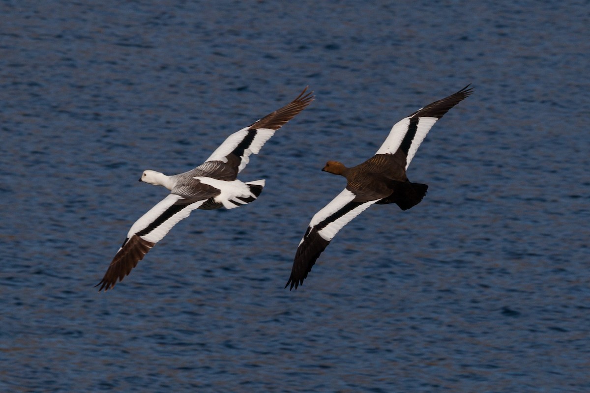 Ashy-headed Goose - Eduardo Minte