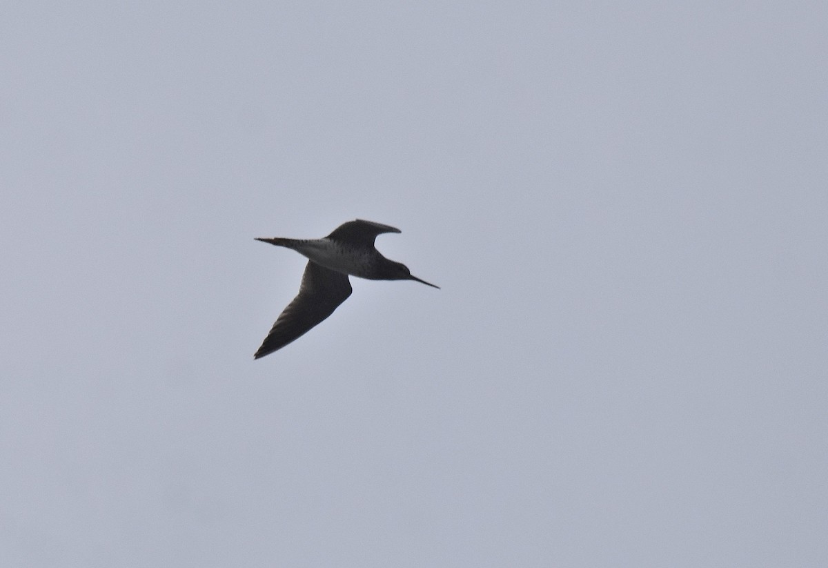 Greater Yellowlegs - ML576839471