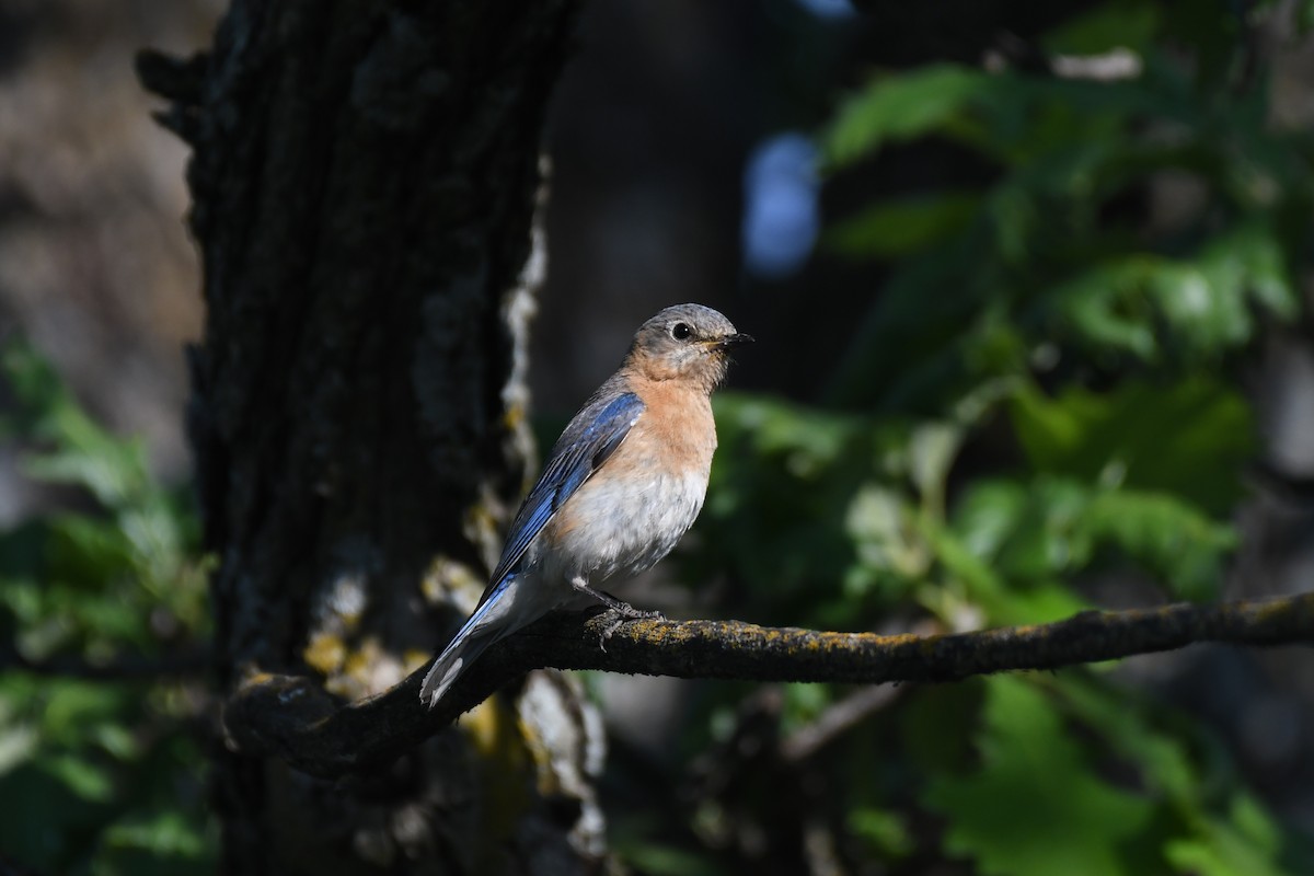 Eastern Bluebird - James White