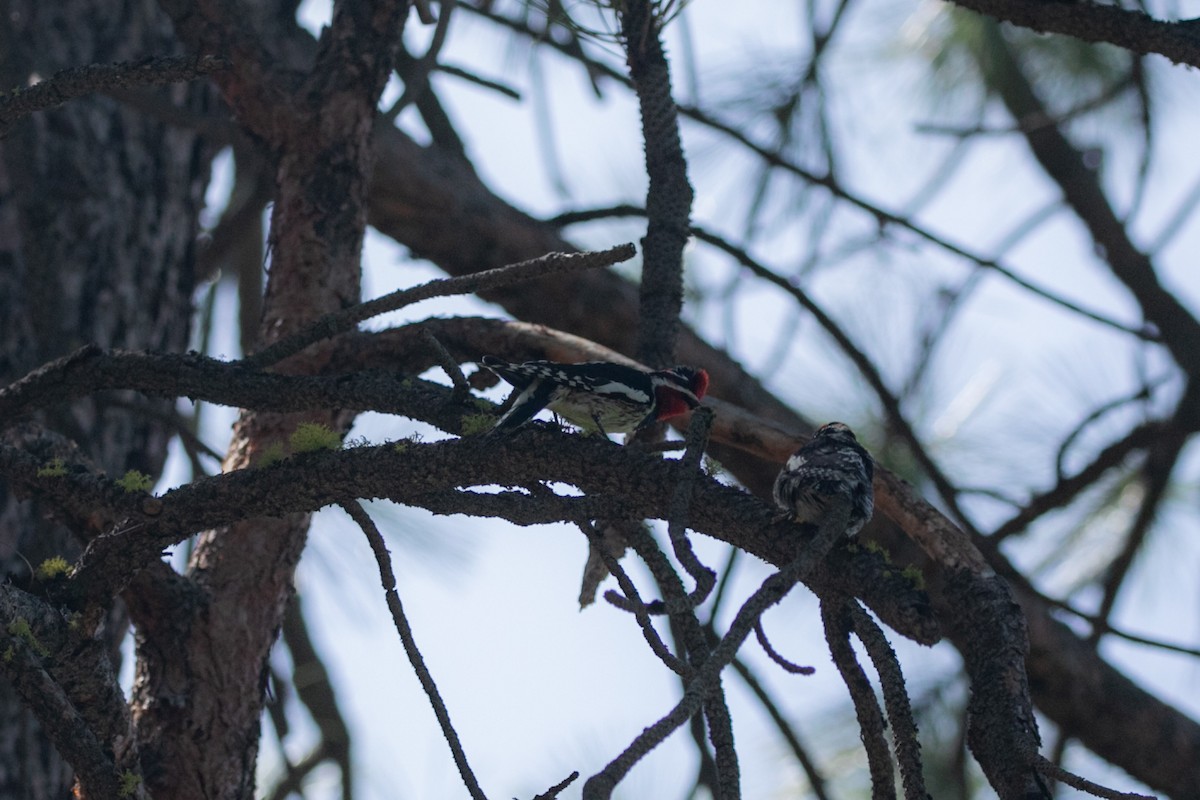 Red-naped Sapsucker - Danny Jacobs