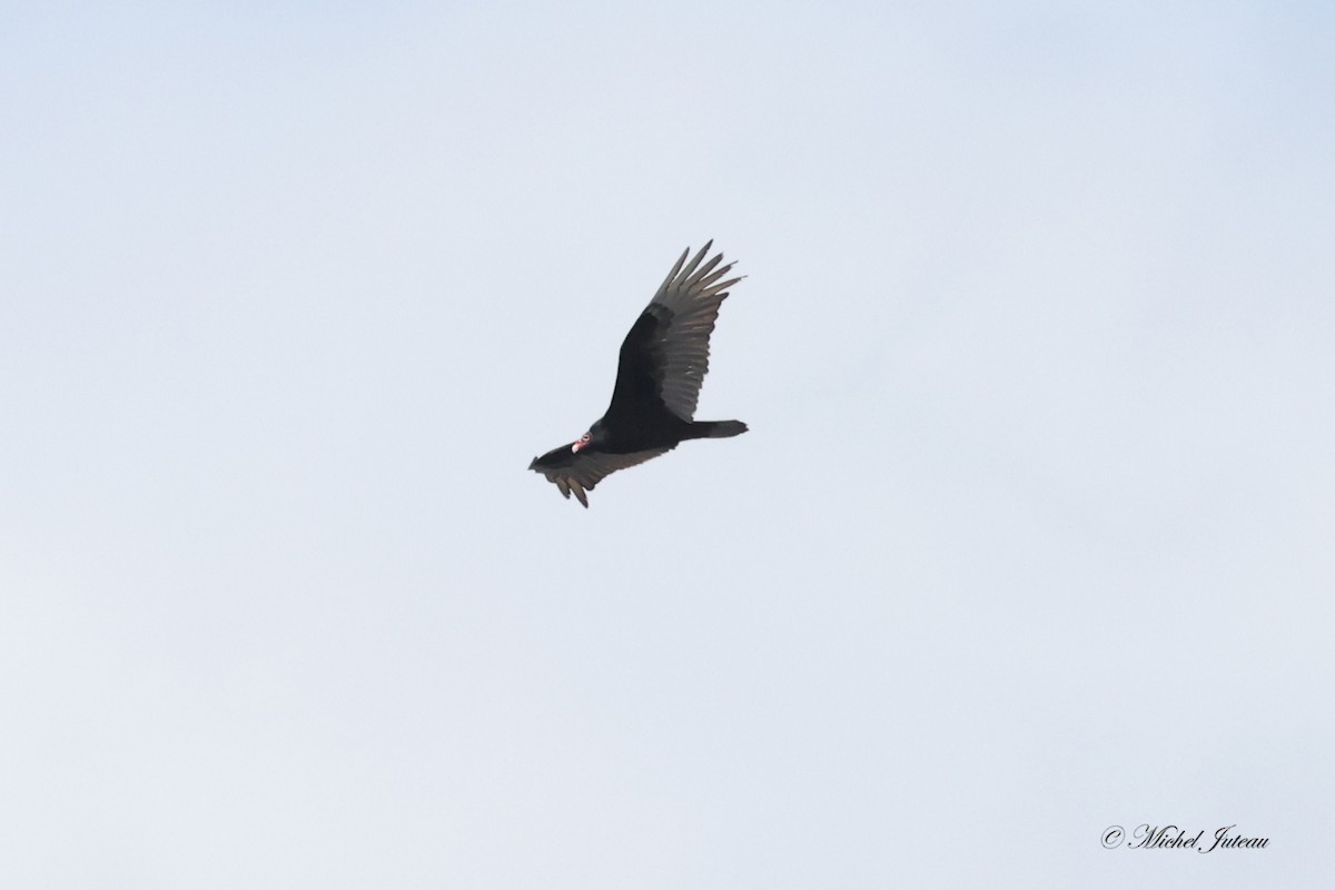 Turkey Vulture - ML576841371