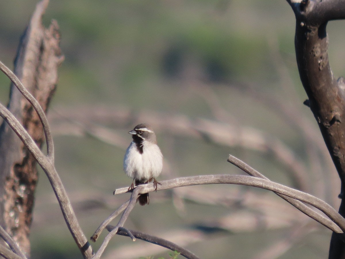 Black-throated Sparrow - ML576841661