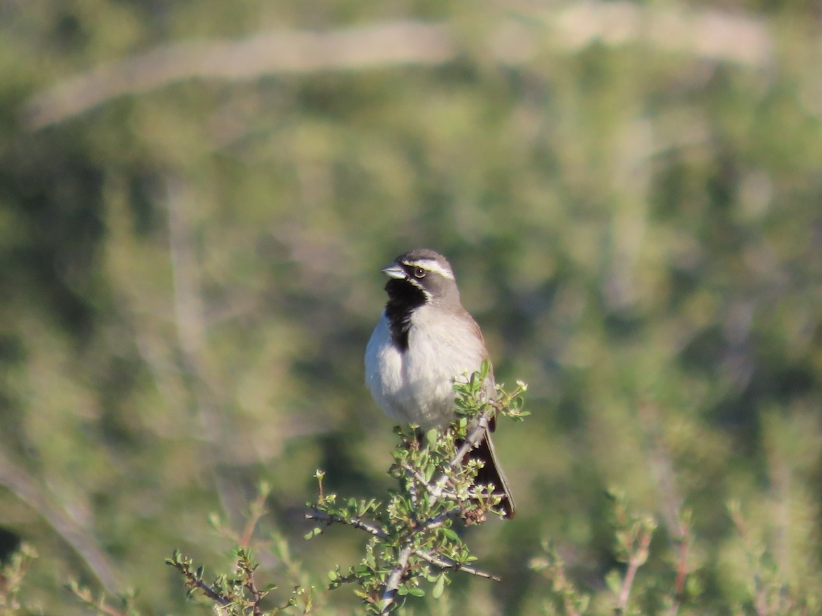 Black-throated Sparrow - ML576841791