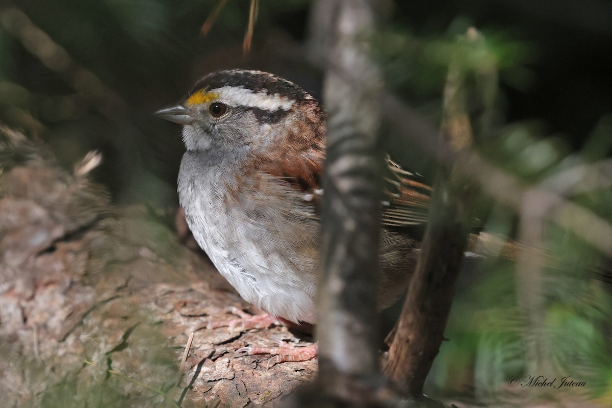 White-throated Sparrow - ML576842191