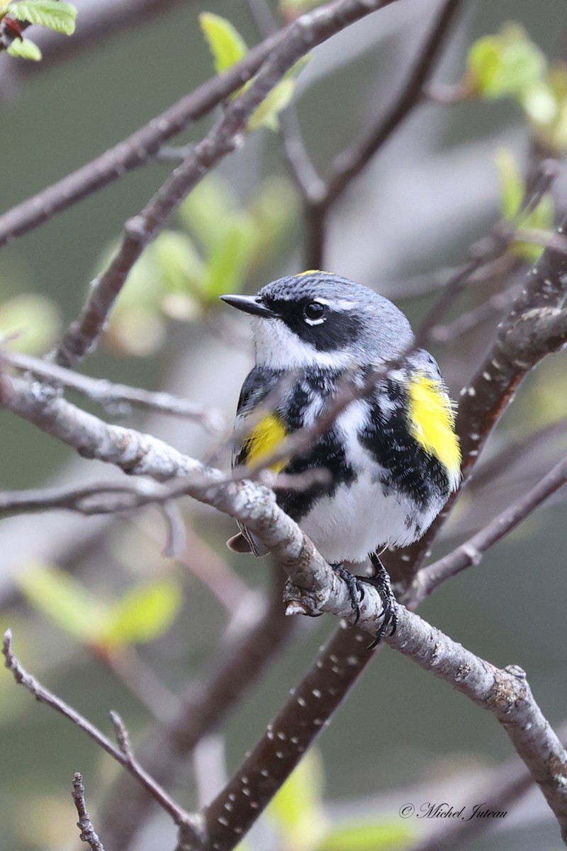 Yellow-rumped Warbler - ML576842571