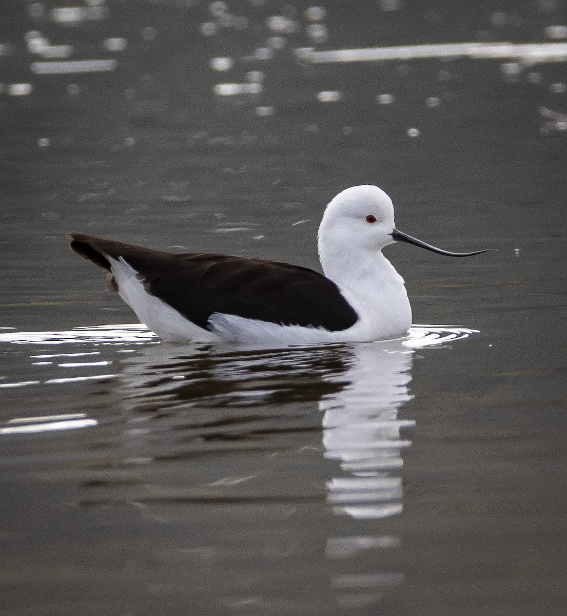 Andean Avocet - ML576842781