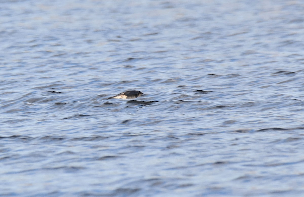 Purple Martin - ML576843511