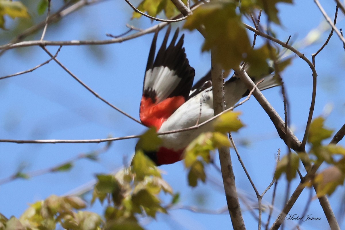 Rose-breasted Grosbeak - ML576844561