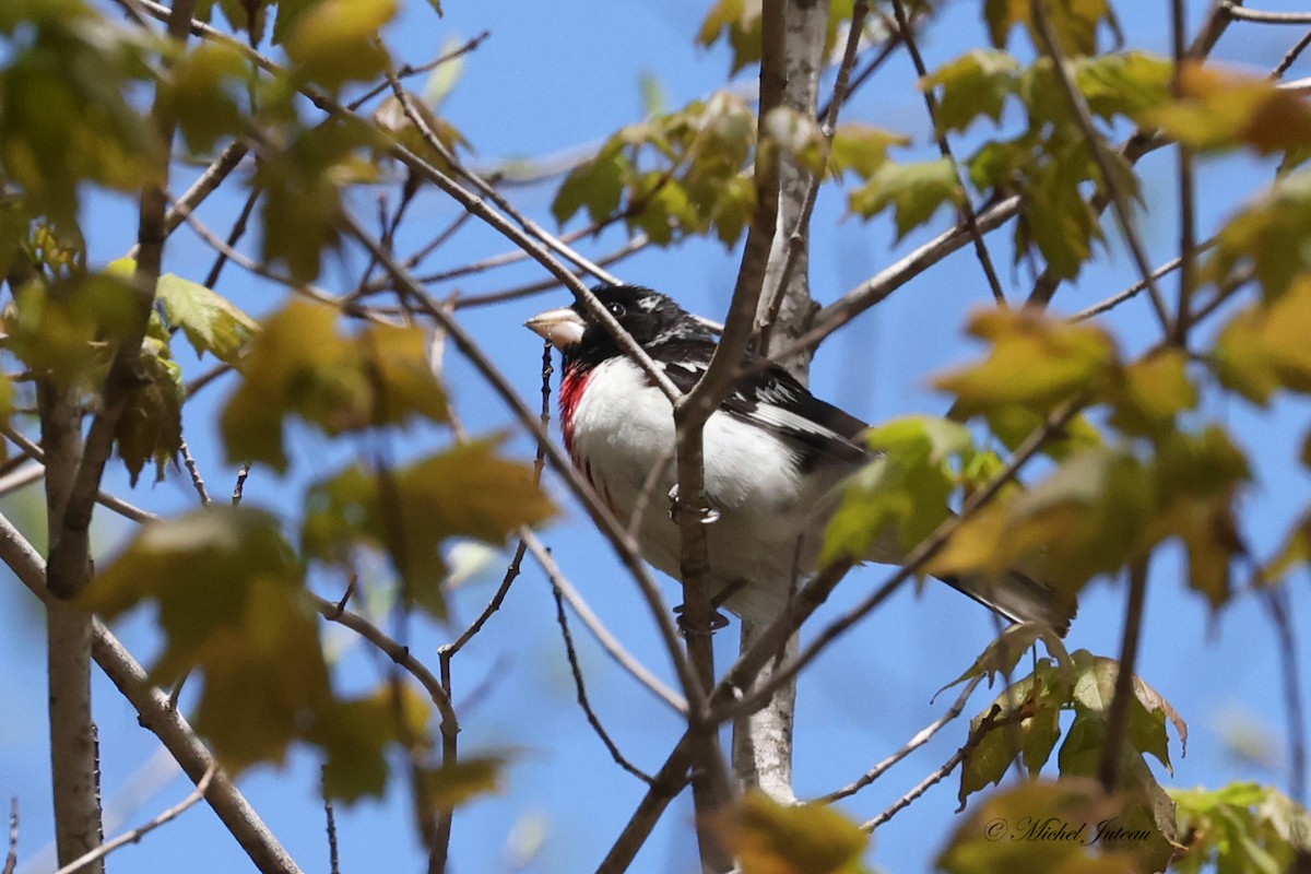 Rose-breasted Grosbeak - ML576844571