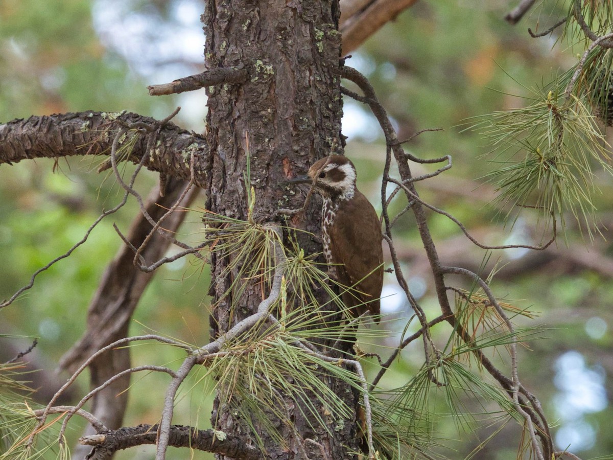 Arizona Woodpecker - ML576844991