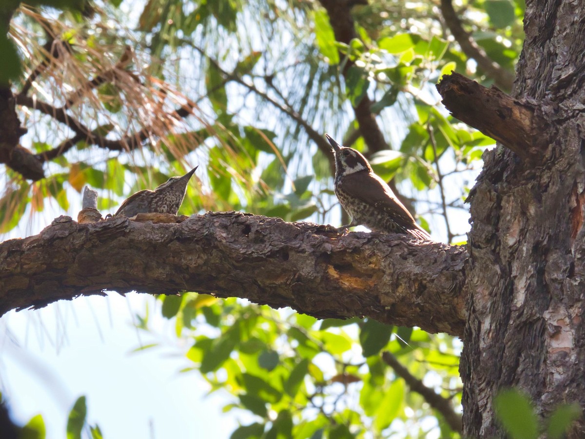 Arizona Woodpecker - ML576845001