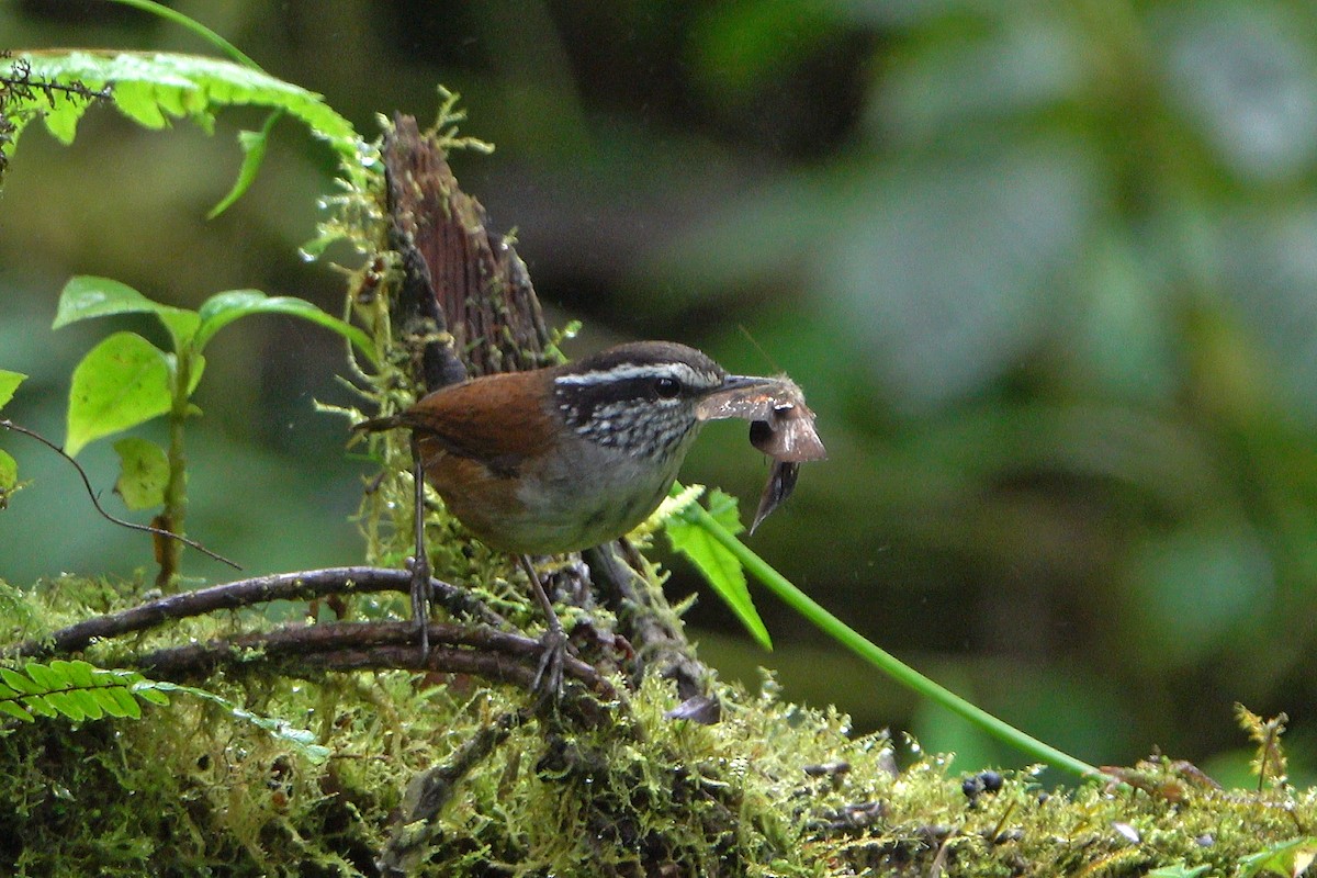 Gray-breasted Wood-Wren - ML576845321