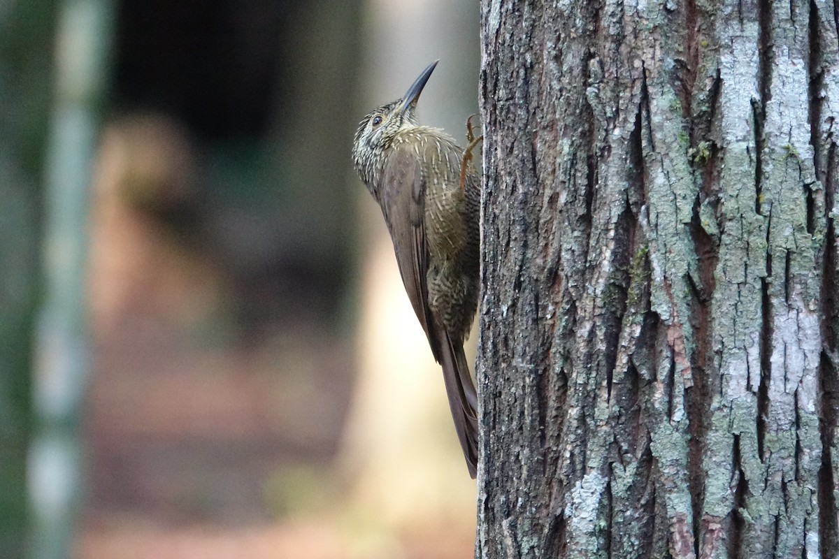 Planalto Woodcreeper - ML576847011