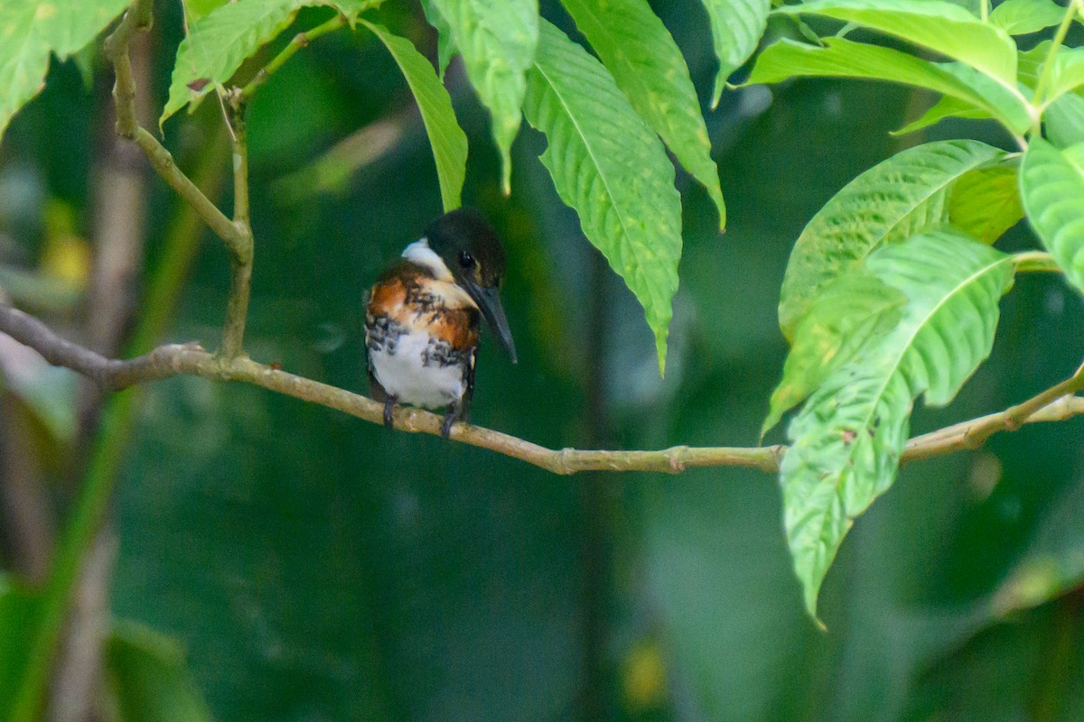 Green Kingfisher - ML576847071