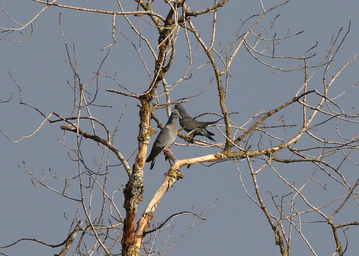 Stock Dove - ML576850211