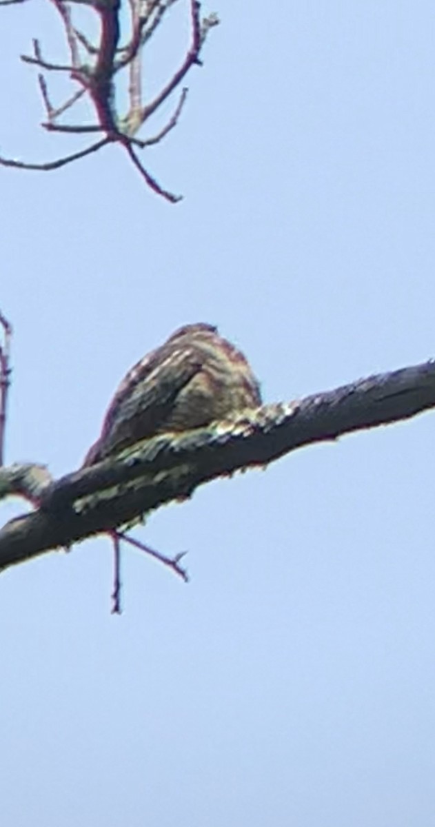 Common Nighthawk - ML576851531