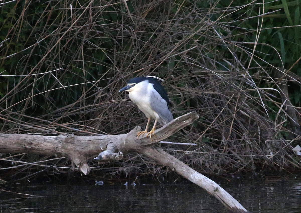 Black-crowned Night Heron - ML576851541