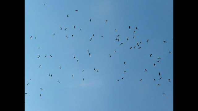 Turkey Vulture - ML576853331