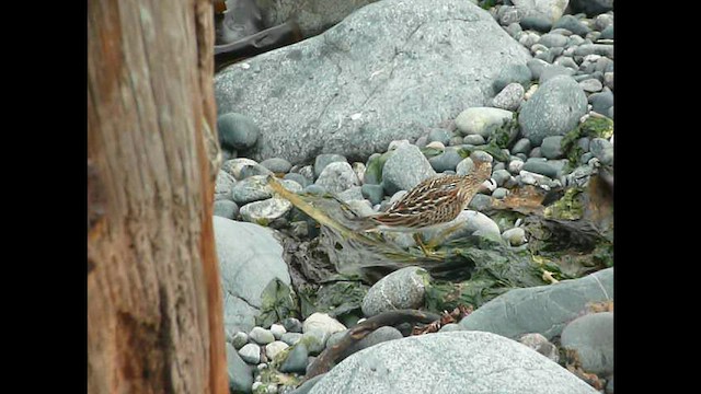 Pectoral Sandpiper - ML576854161