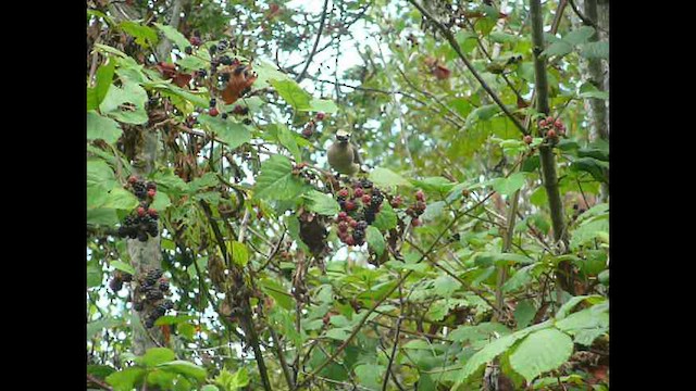 brkoslav americký - ML576854721