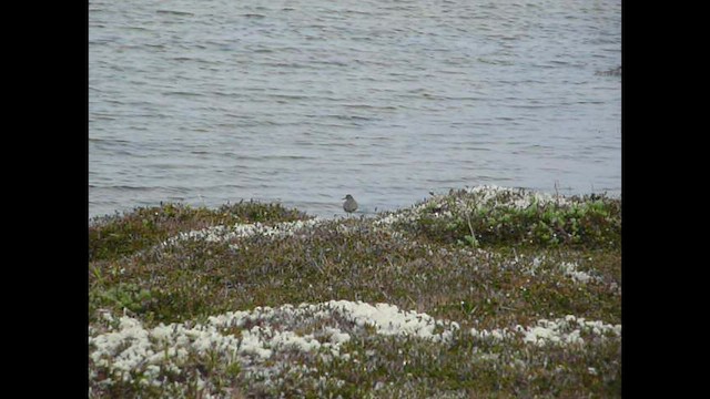 Wandering Tattler - ML576855681