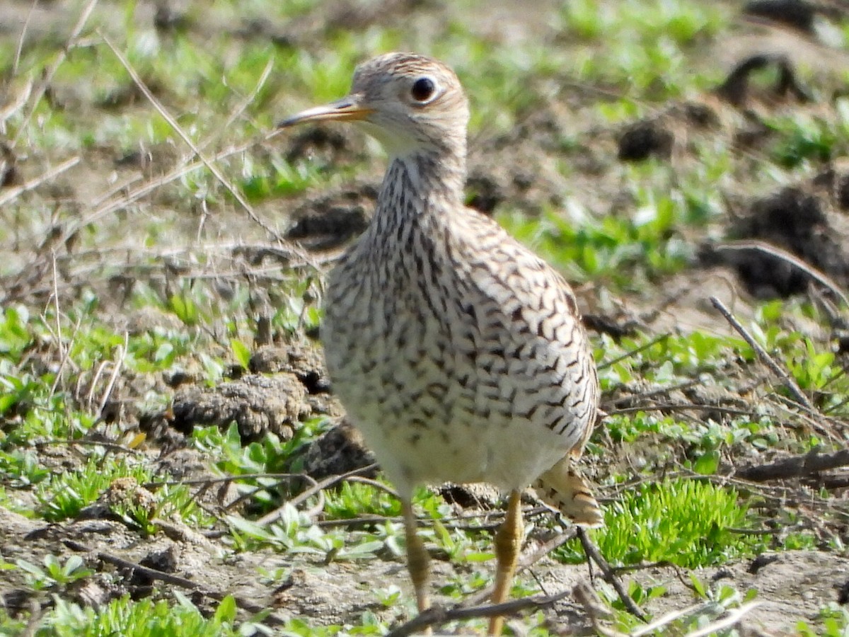 Upland Sandpiper - ML576856041