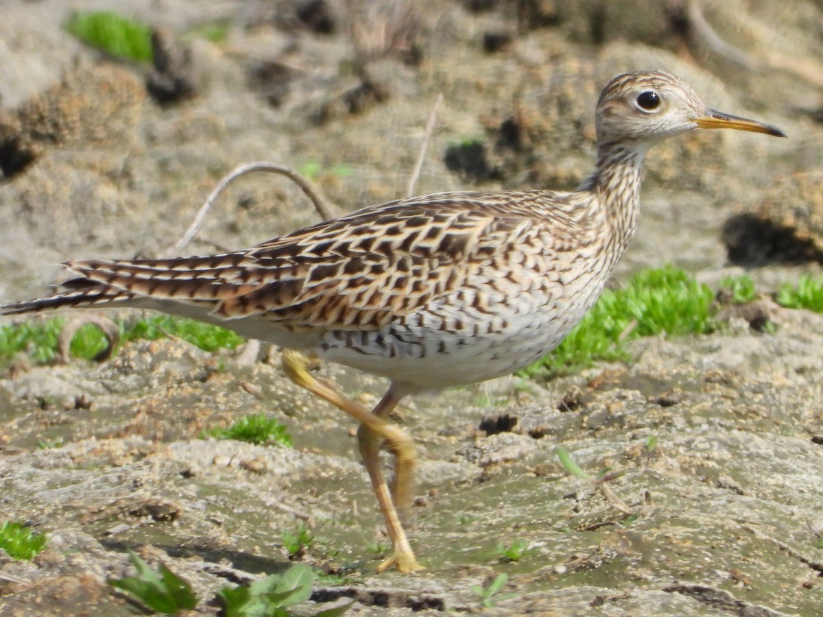 Upland Sandpiper - ML576856051