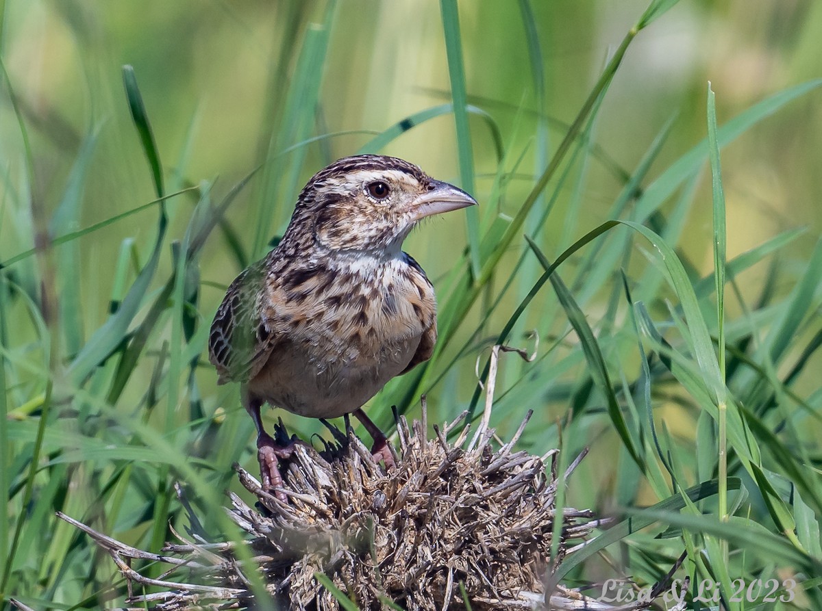 Melodious Lark - ML576856061