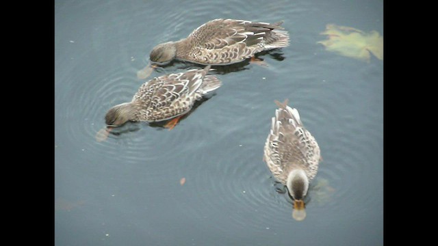 Northern Shoveler - ML576856861