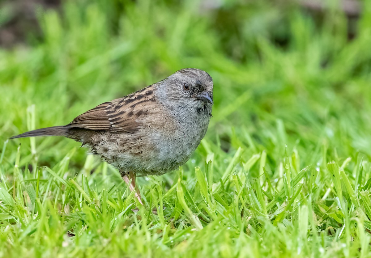 Dunnock - ML576857651