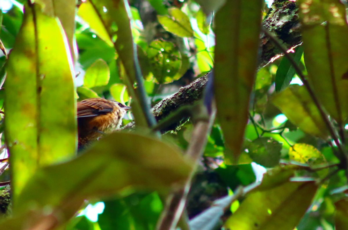 Streaked Tuftedcheek - Luis Hernández(@Birdsbyluishernandez)