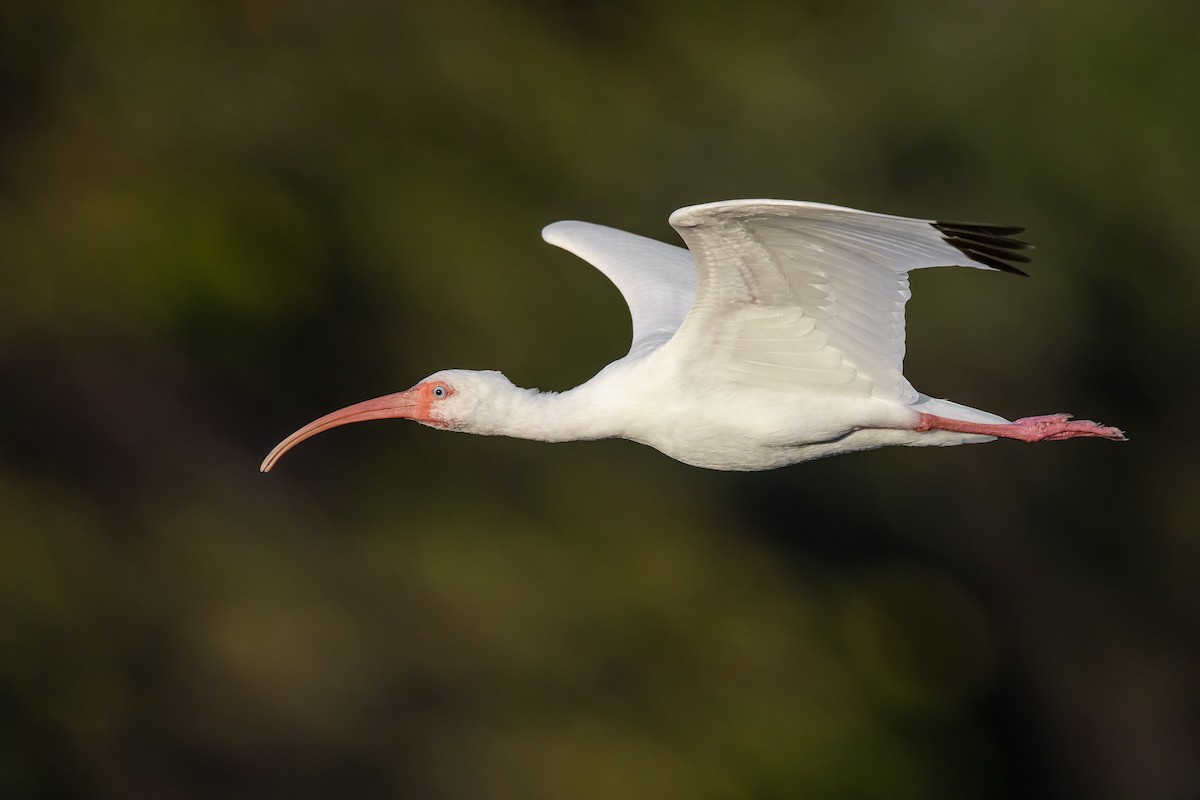 White Ibis - ML576858801