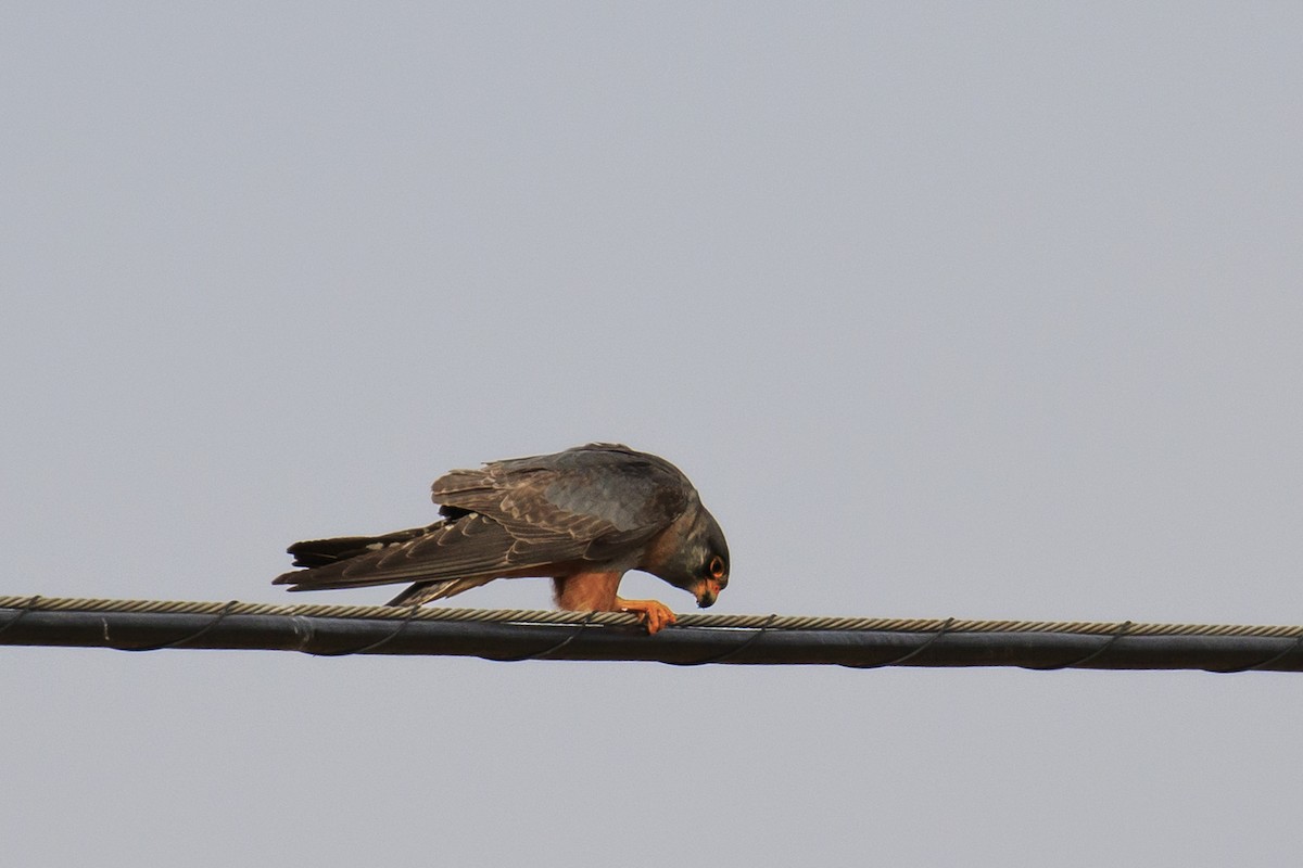 Red-footed Falcon - ML576858881