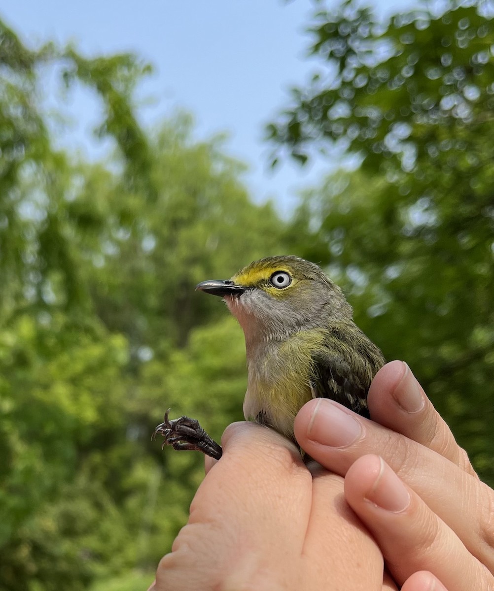 Vireo Ojiblanco - ML576860131