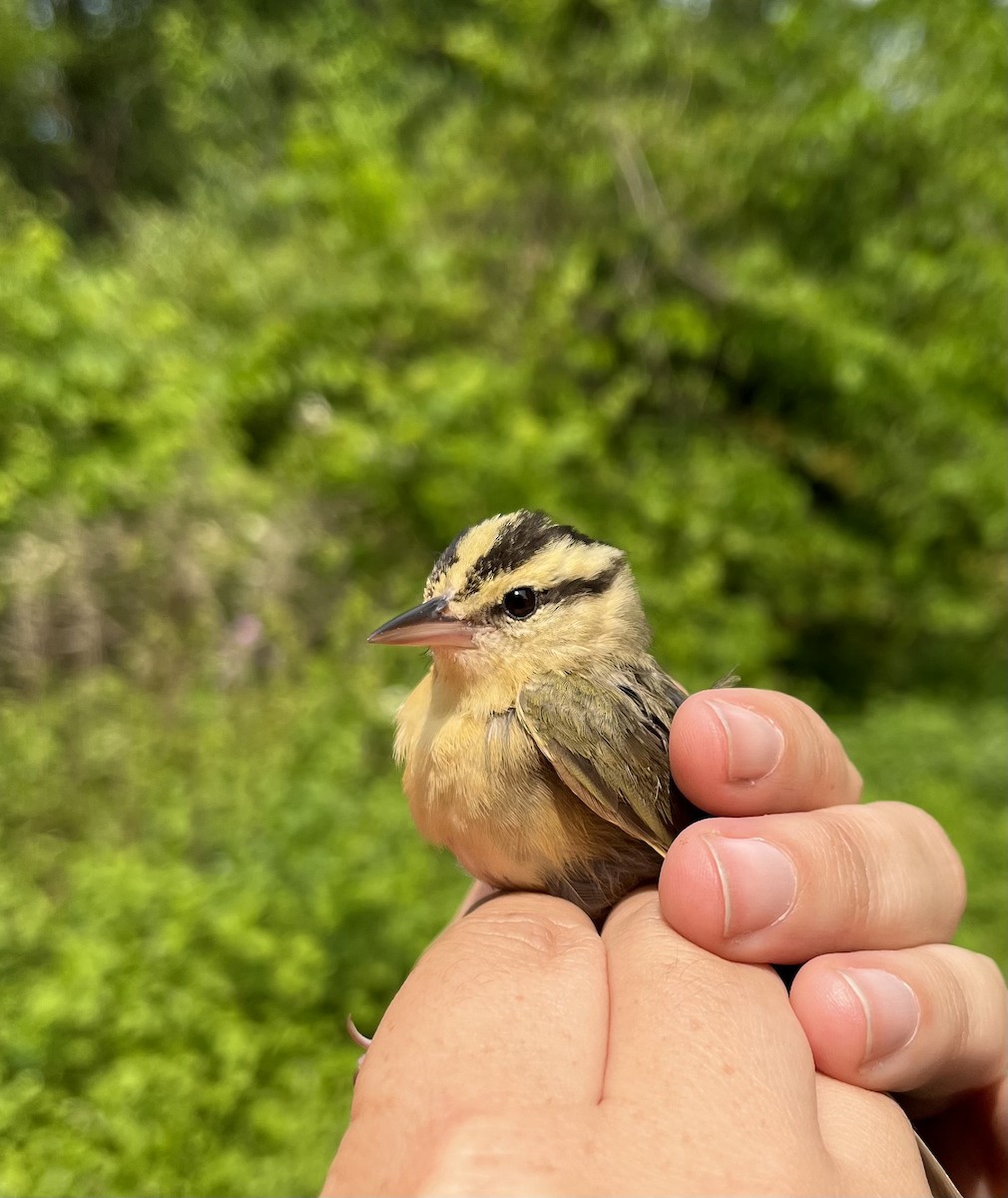 Paruline vermivore - ML576860271