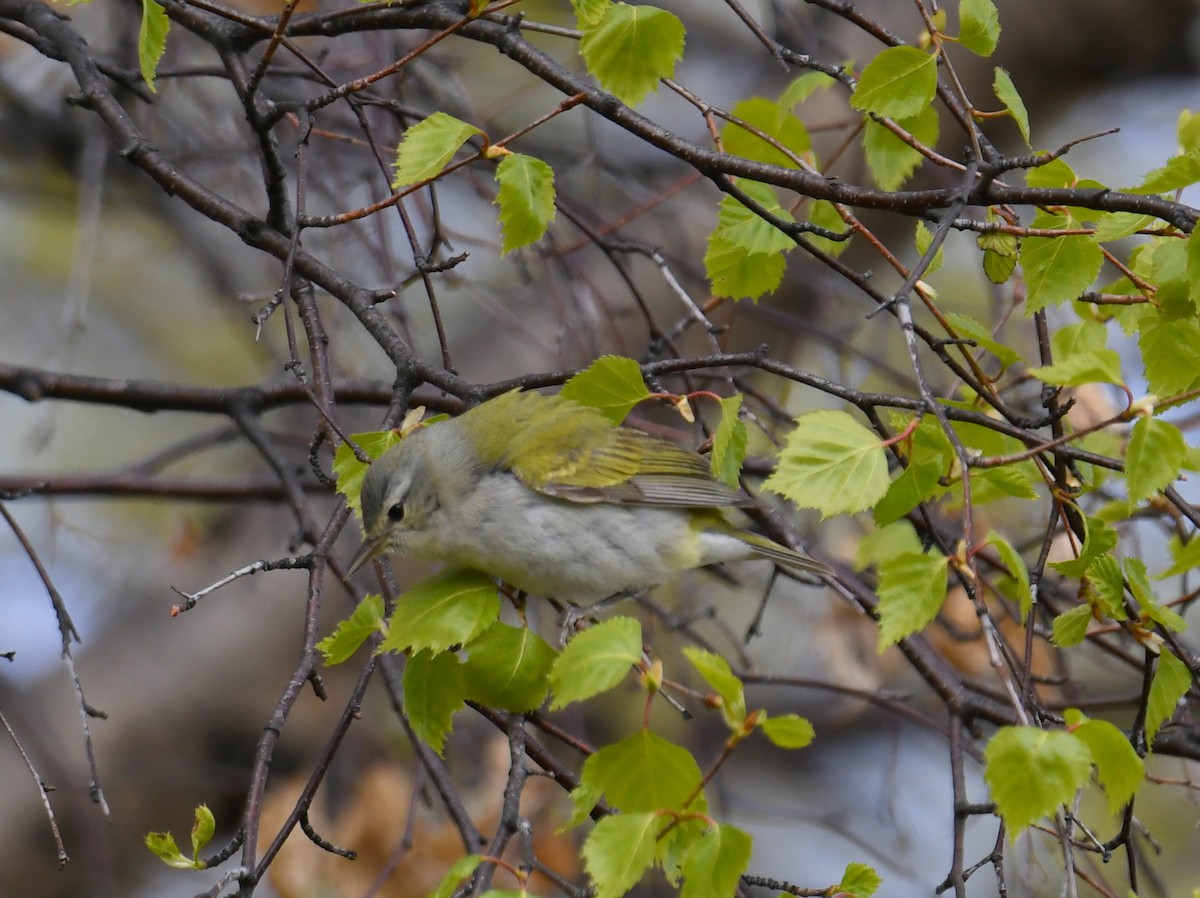 Tennessee Warbler - ML576860921