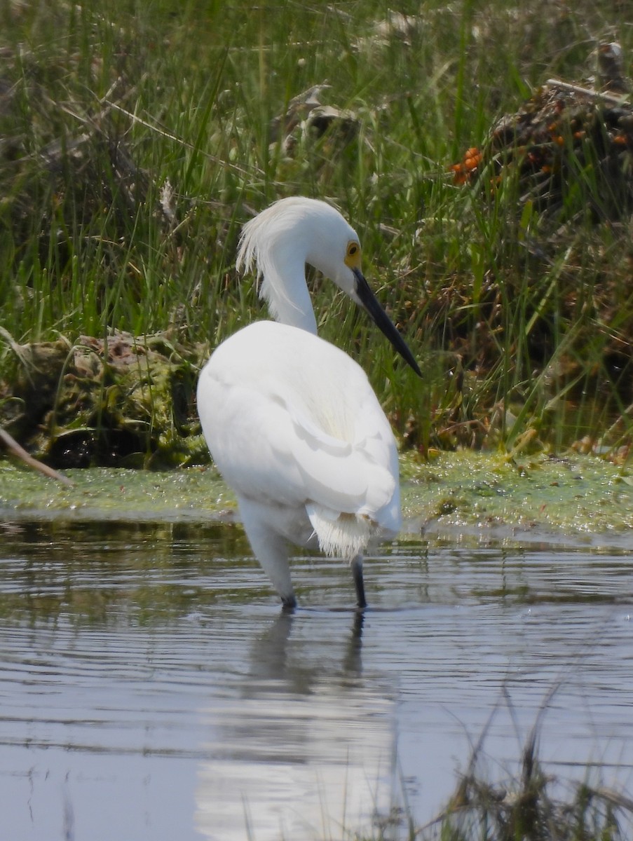 Snowy Egret - Jennifer Wilson-Pines