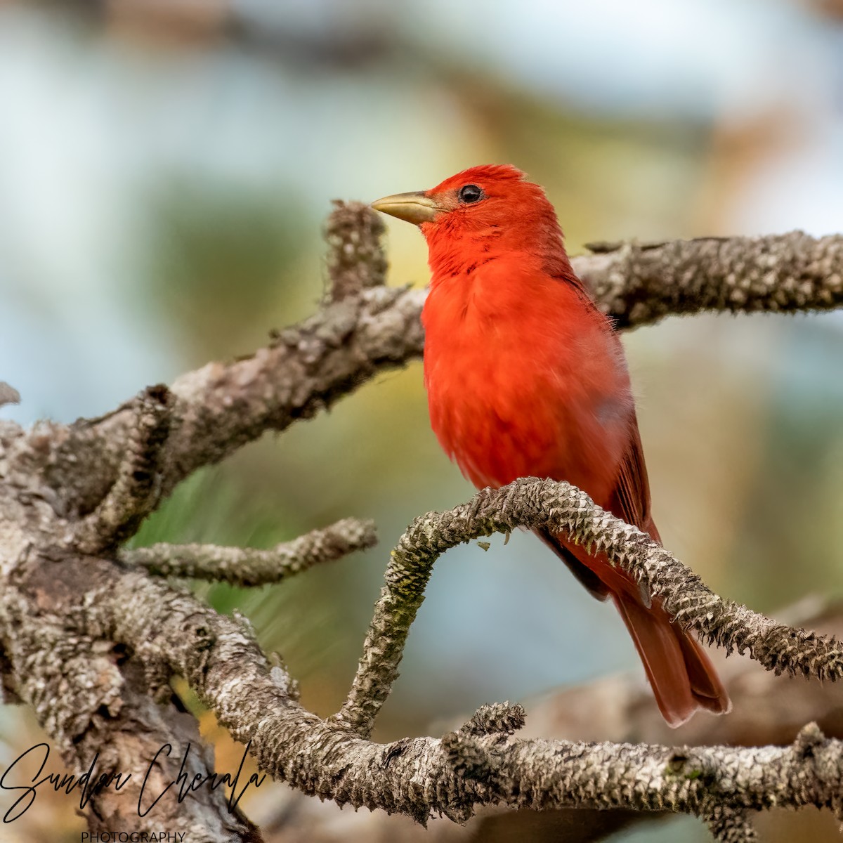 Summer Tanager - Sundar Cherala