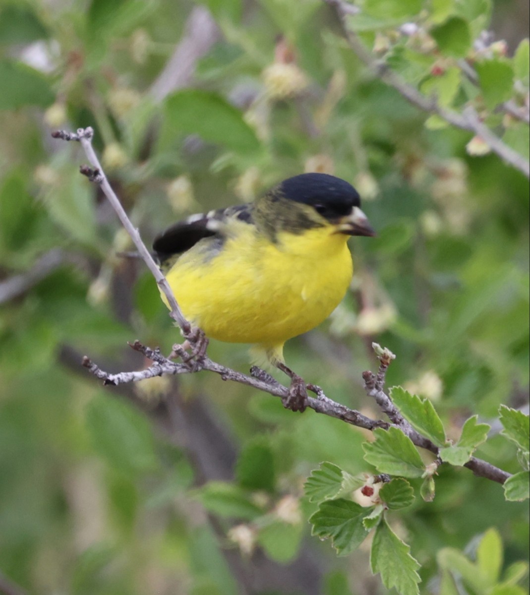 Lesser Goldfinch - ML576863031