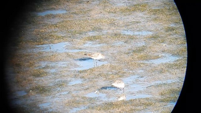 Little Stint - ML576863151