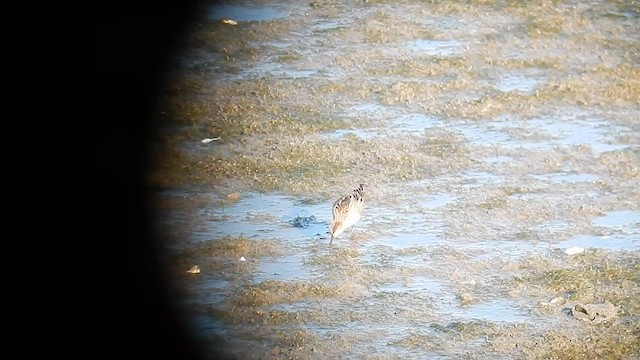 Little Stint - ML576863201