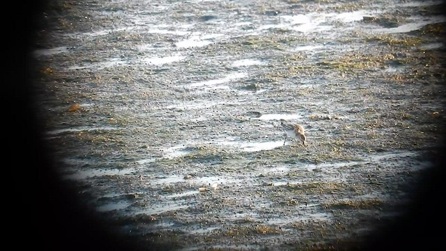 Little Stint - ML576863301