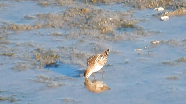 Little Stint - ML576863661