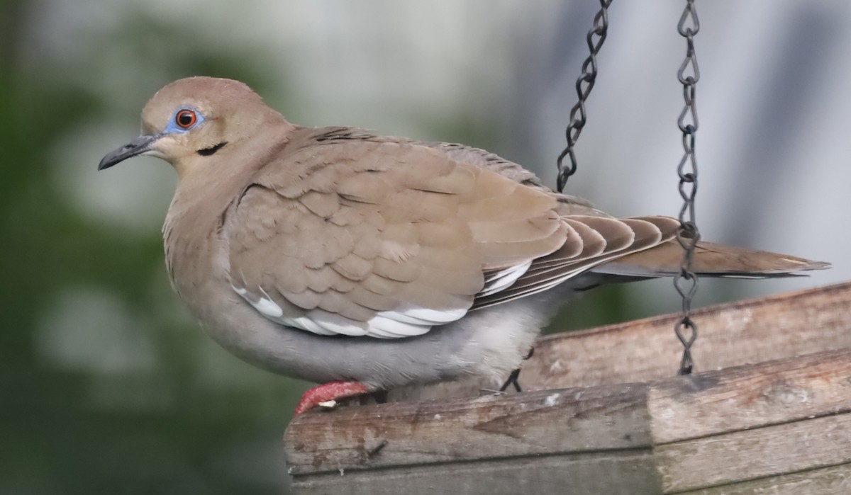 White-winged Dove - Charles (PAT) Dollard