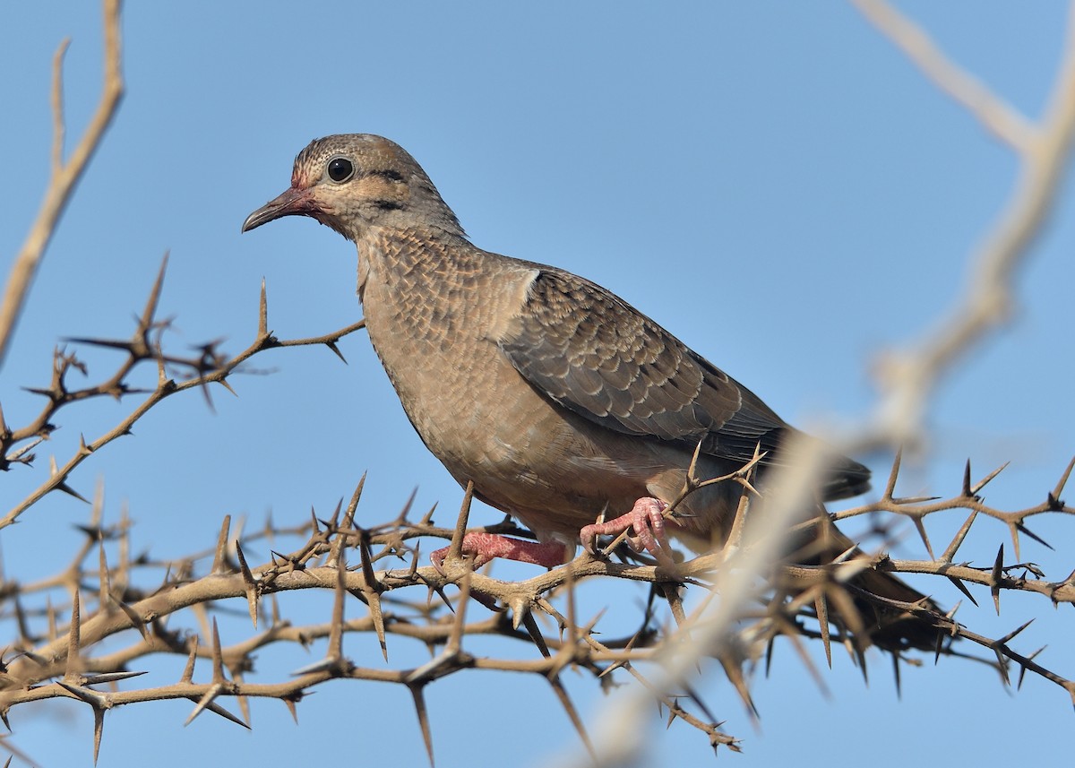 Eared Dove - ML576864941